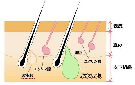 エクリン腺とアポクリン腺